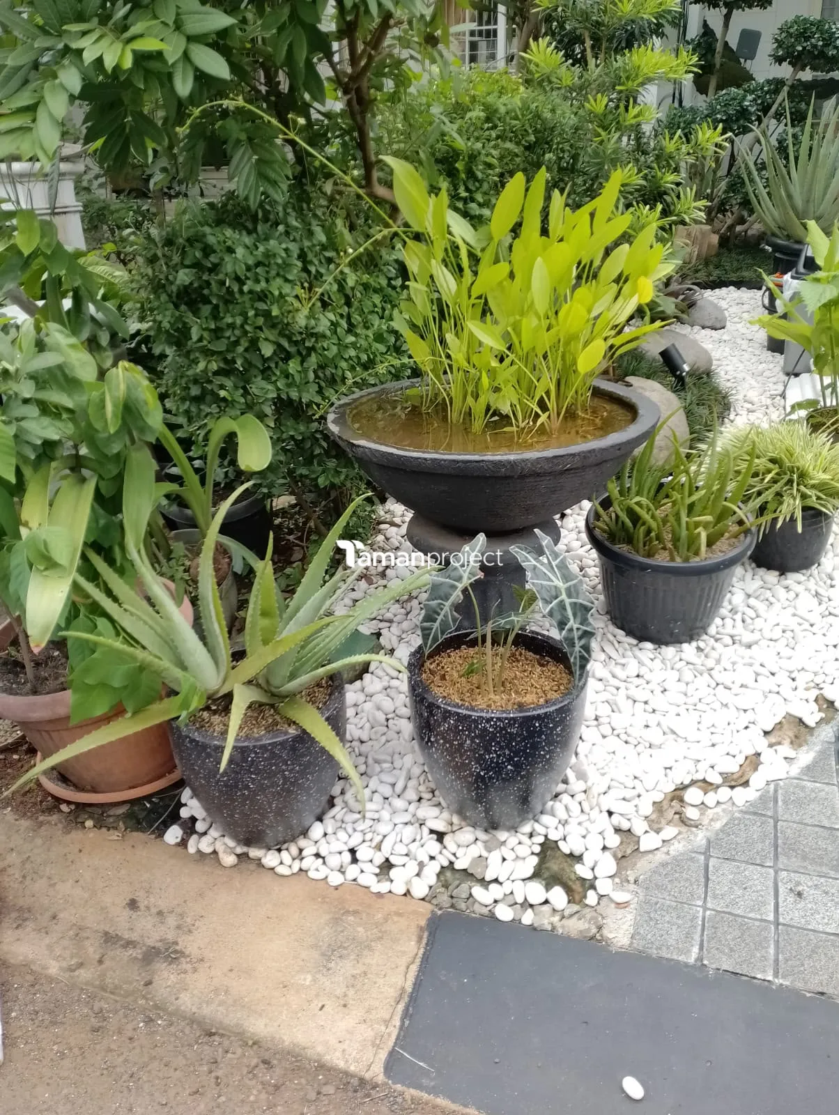 Proyek Zen Garden/ Taman Kering di BSD | Ibu Angela