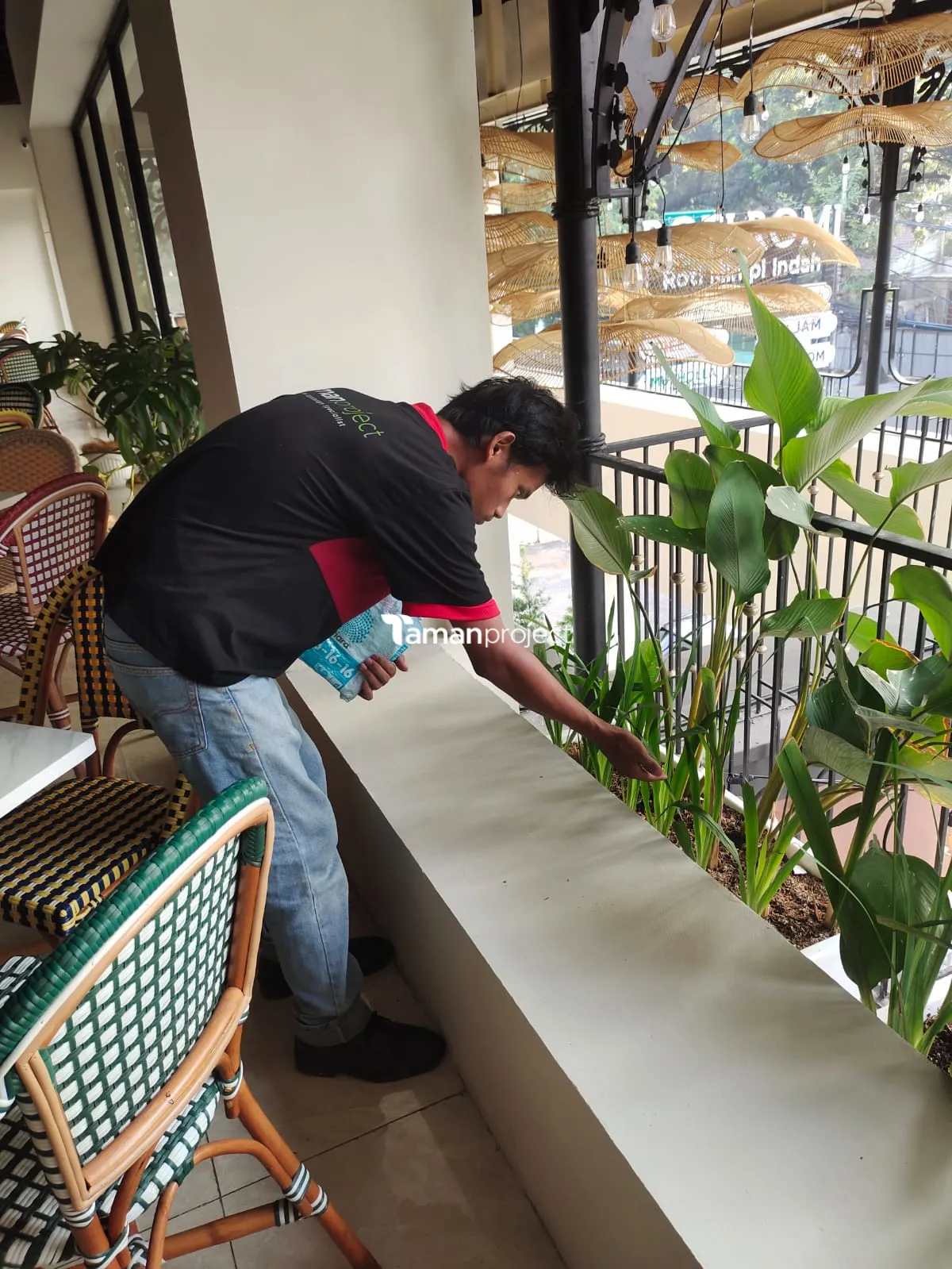 Proyek Perawatan Tanaman Indoor di Roti Romi Menteng