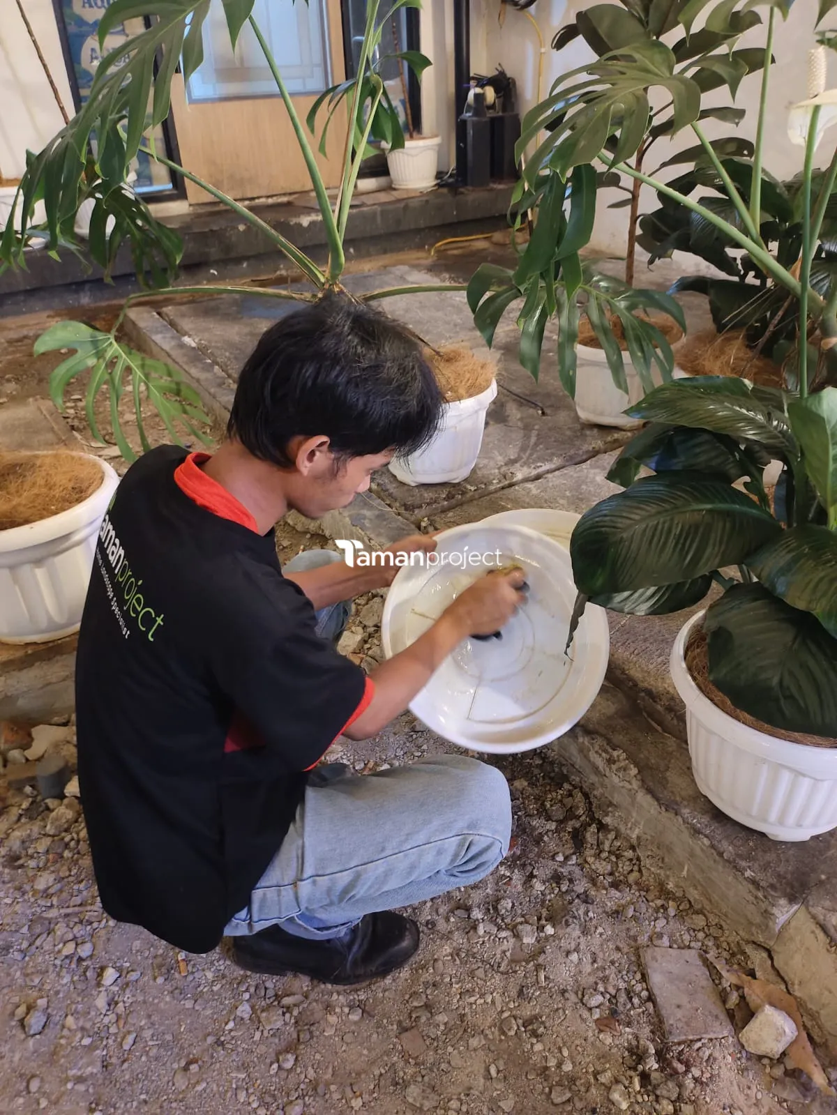 Proyek Perawatan Tanaman Indoor di Roti Romi Menteng