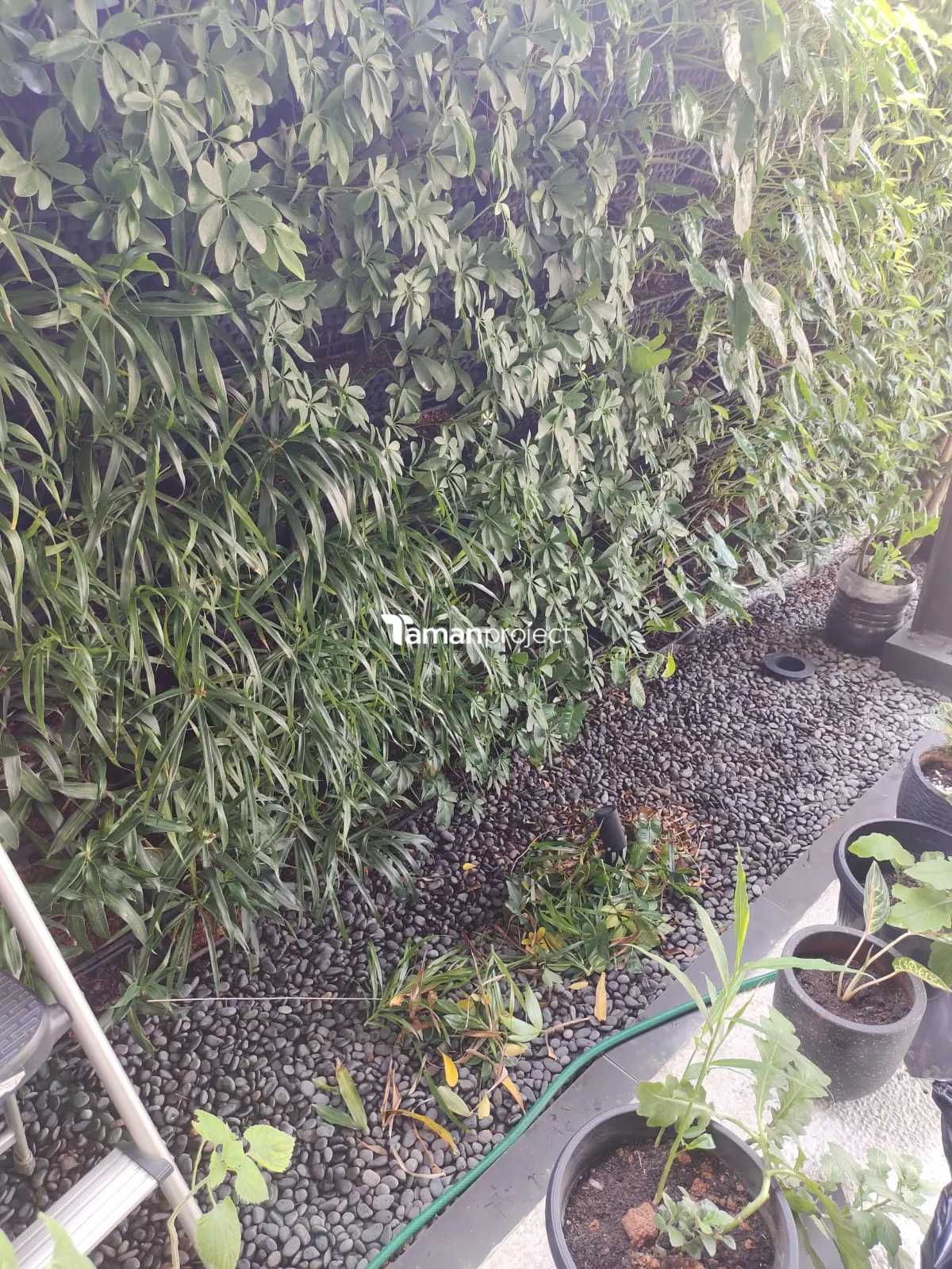 Proyek Perawatan Taman di Victoria River BSD Ibu Angela