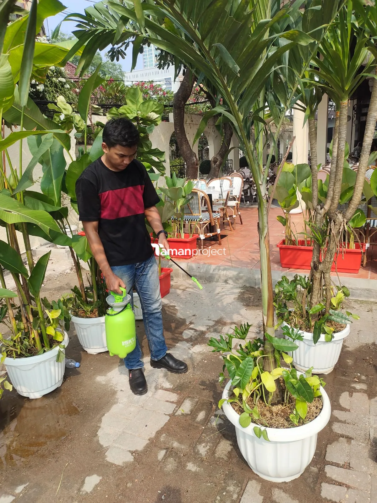 Proyek Perawatan Tanaman di Roti Romi Kemang