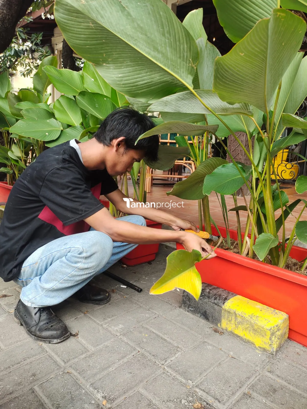 Proyek Perawatan Tanaman di Roti Romi Kemang