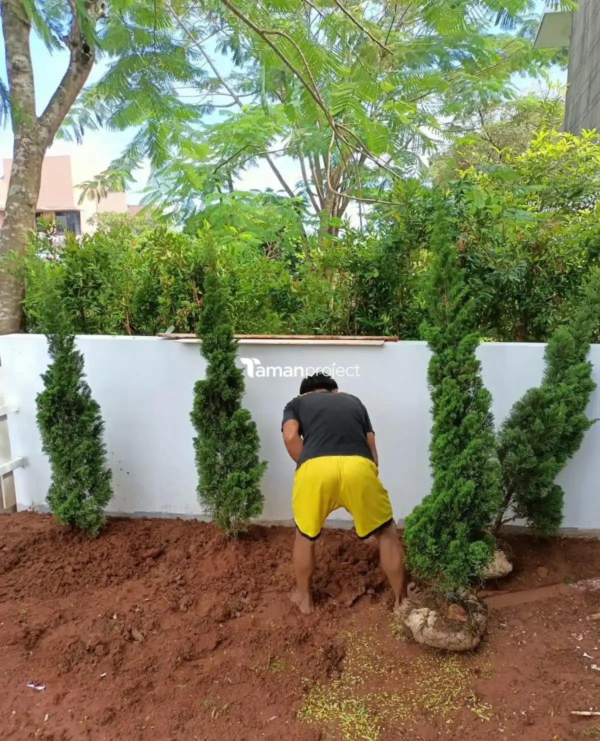 Proyek Pemasangan Rumput Jepang di BSD